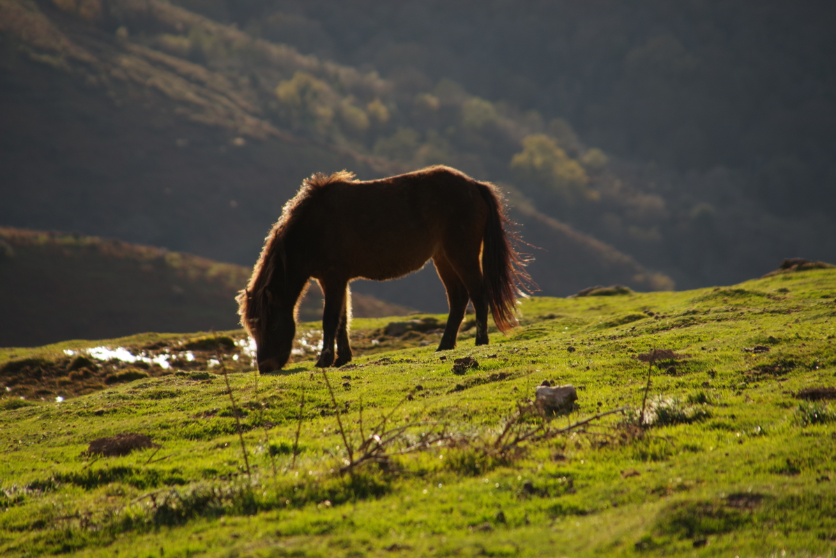A la découverte des pottoks, belvédère sur Saint-Jean-de-Luz
